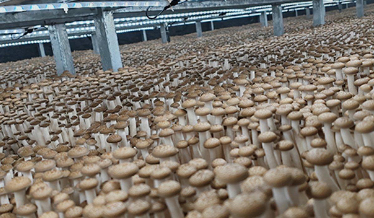 Mushroom Cultivation