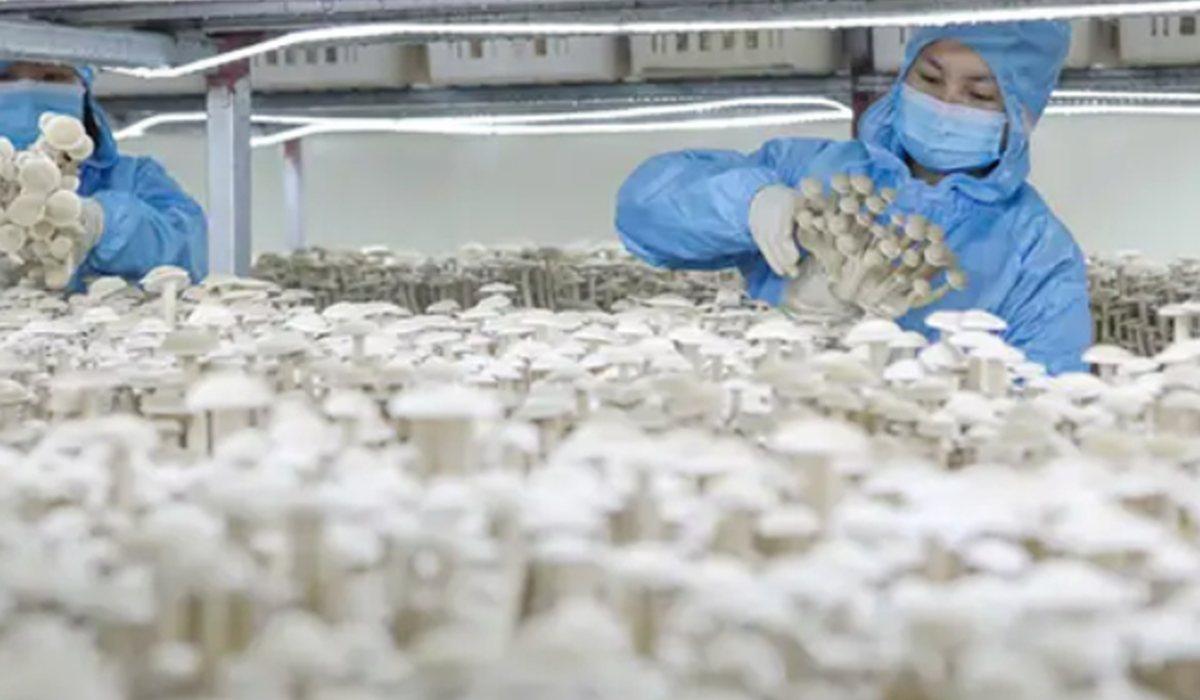 Mushroom cultivation workers in indoor farm